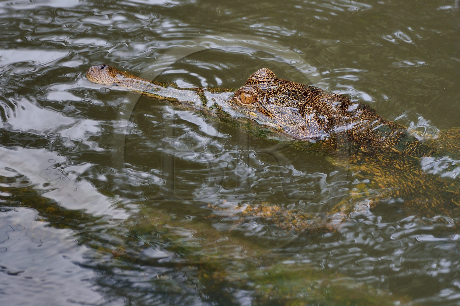 Gabon, province de Ogooué- Maritime, Parc National du Loango, site de Akaka dans la lagune du Fernan Vaz (Nkomi), Faux-gavial d'Afrique ou Crocodile à nuque cuirassée (Mecistops cataphractus)