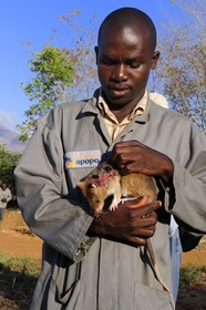 Tanzanie, université de Morogoro, centre de recherche Apopo de technologie de détection par les rats de mines anti-personnel