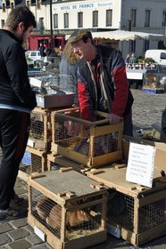 France, Calvados (14), Pays d'Auge, Saint-Pierre-sur-Dives, jour de marché devant les halles, l'éleveur Pierre-Alain vends ses lapins vivants