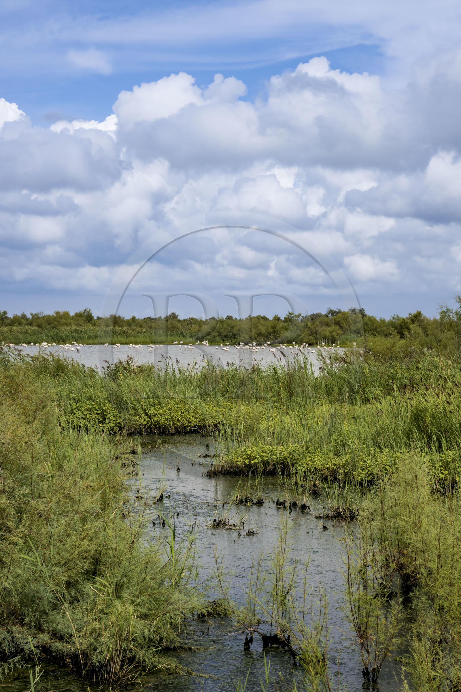 France, Gard, Vauvert, the Petite Camargue, Scamandre Regional Nature Reserve, pink flamingos (Phoenicopterus roseus)