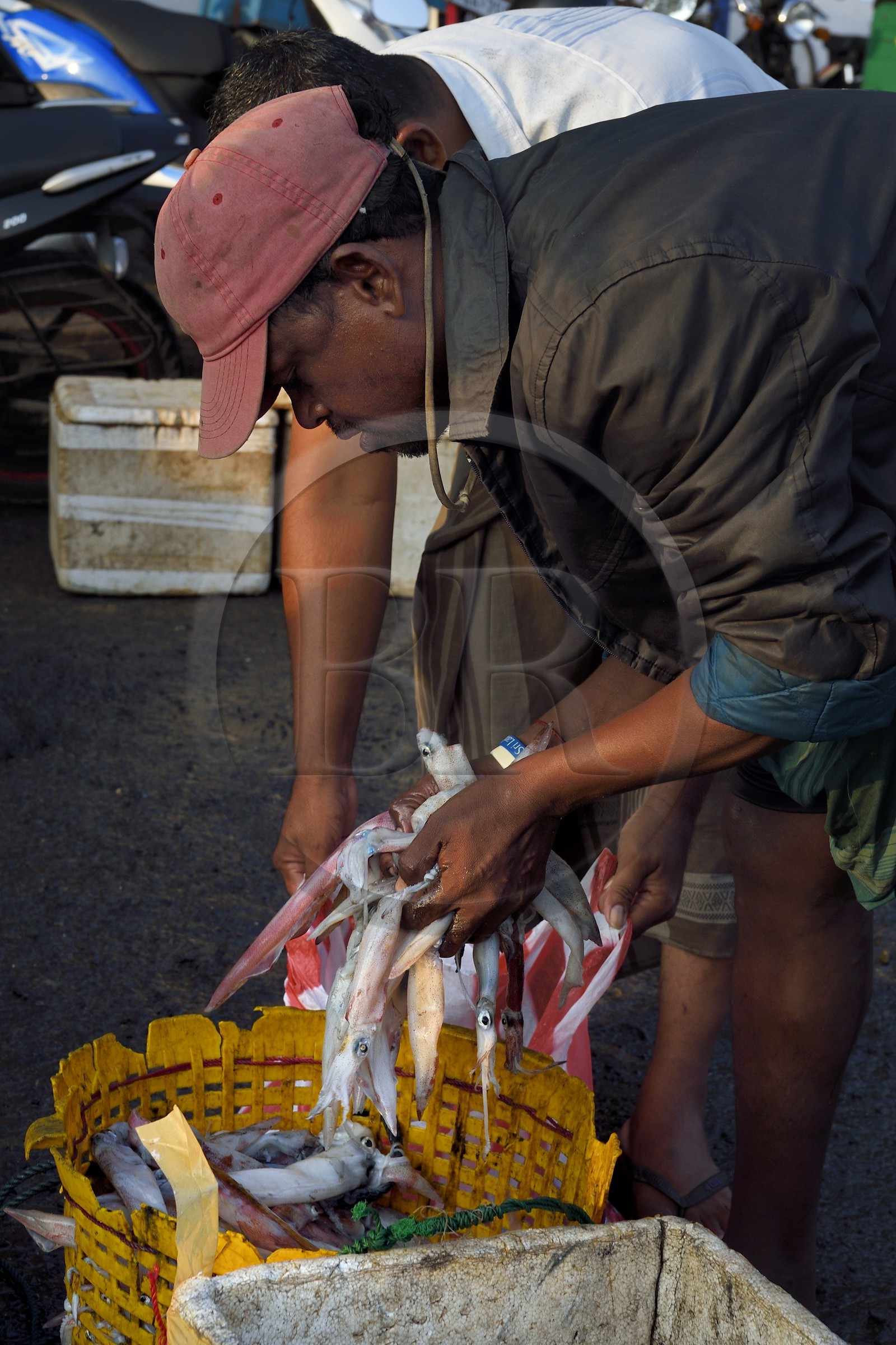 Sri Lanka, Province du Sud, Matara (district), Weligama, port de pêche de Mirissa, vente de calmars fraichement pêché sur le quai