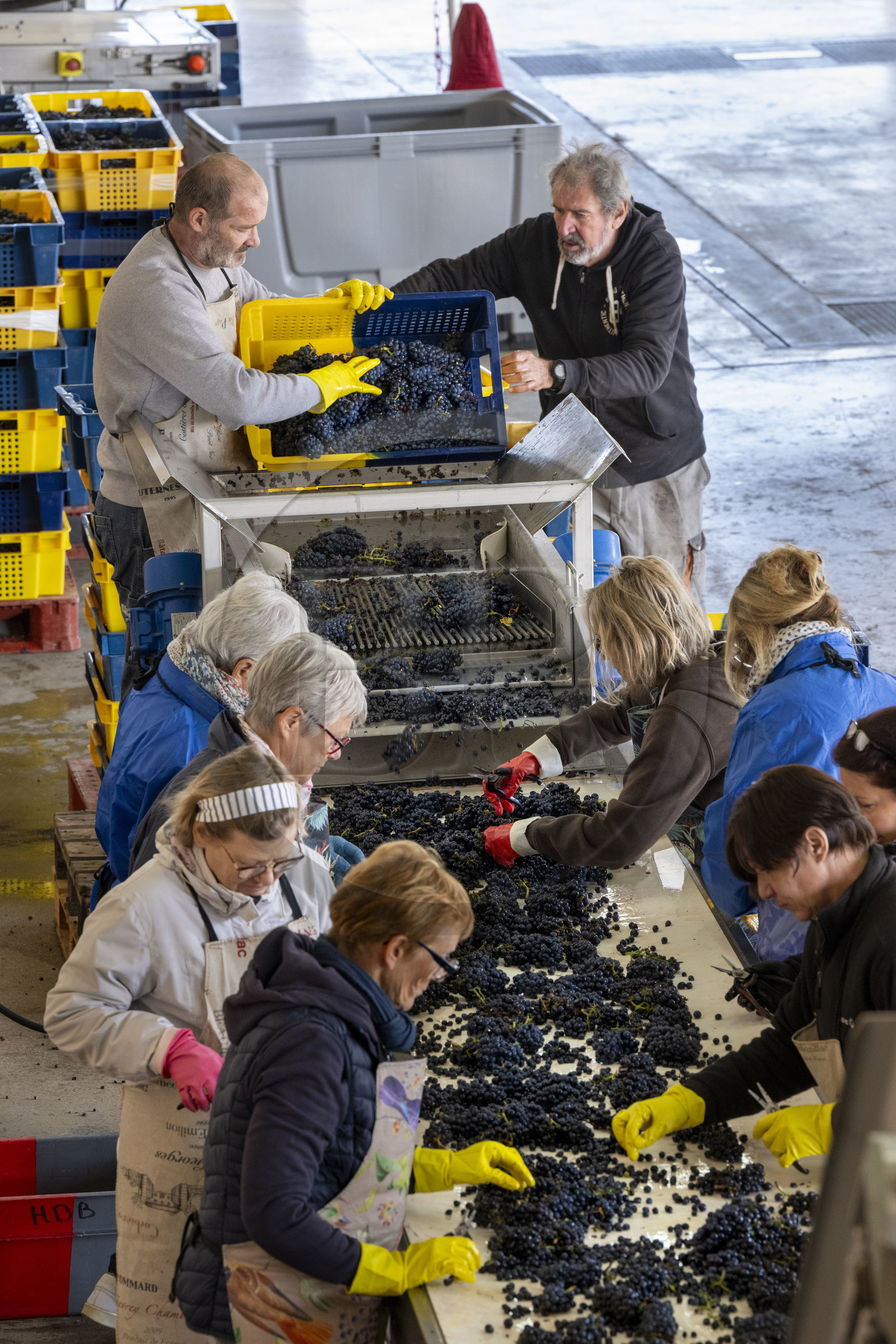 France, Côte-d'Or (21), les climats de Bourgogne classés Patrimoine Mondial de l'UNESCO, Beaune, Cuverie des Hospices de Beaune, trie et éraflage (ou égrappage), juste après la vendange et avant de presser le raisin, pour enlever la partie végétale