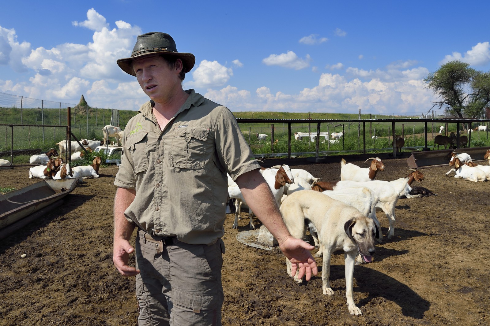 Namibie, Otjiwarongo, le Livestock Guarding Dog Program (programme chien de garde du bétail) du Cheetah Conservation Fund a été très efficace pour réduire les taux de prédation et ainsi aussi l'inclinaison des agriculteurs à piéger ou tirer sur des guépards, le fermier Paul Visser avec son chien Berger d'Anatolie entouré de ses chèvres