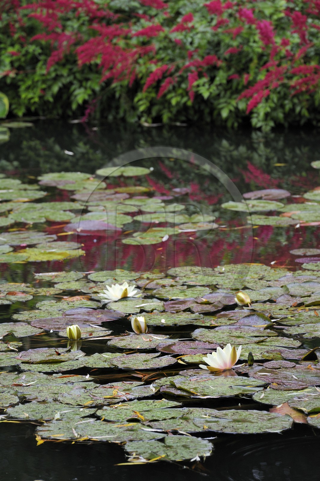 France, Eure (27), Giverny, le jardin de Claude Monet, le Jardin d'Eau