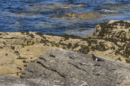 France, Finistère (29), Pays des Abers, Ile Vierge dans l'archipel de Lilia, huitrier pie (Haematopus ostralegus)