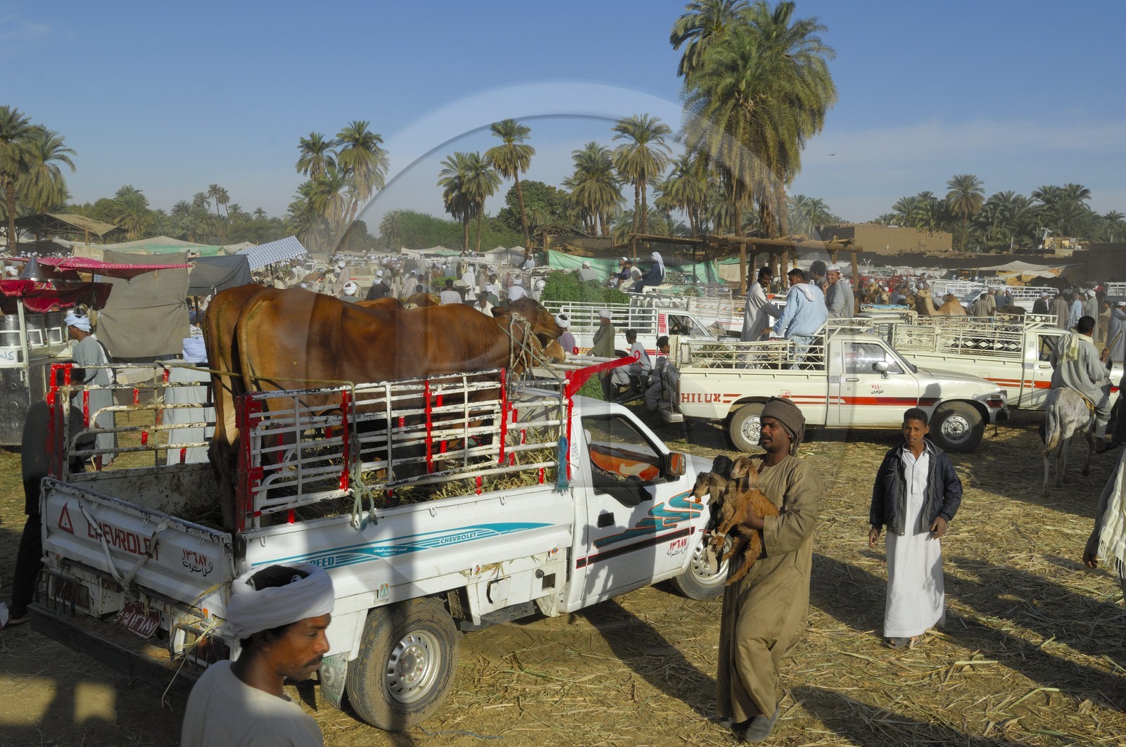 Egypt, Upper Egypt, Daraw in North Aswan, cows market