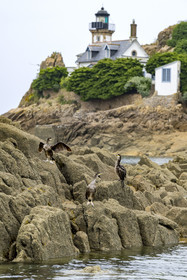 France, Finistère (29), Baie de Morlaix, Carantec, l'Ile Louët et son phare, Grands Cormorans (Phalacrocorax carbo) juvéniles