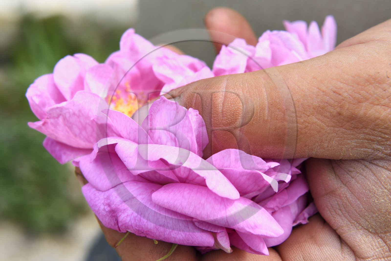 France, Alpes-Maritimes (06), Mouans-Sartoux non loin de Grasse, Jardins du Musée International de la Parfumerie, rose Centifolia