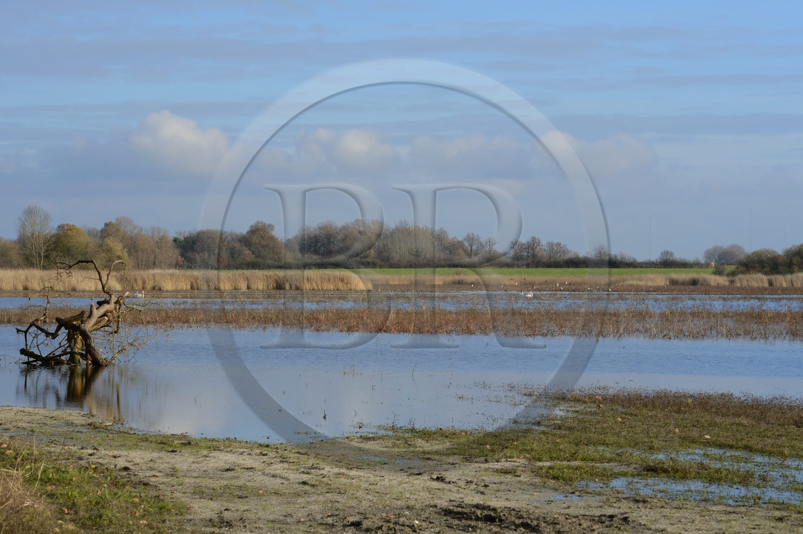 France, Indre, Berry, Parc Naturel Regional de la Brenne (Natural Regional Park of La Brenne), Purais pond