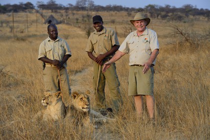 Zimbabwe, Midlands Province, Gweru, Antelope Park home to ALERT (African Lion and Environmental Research Trust), lion walk through the bush, the managing director Gary Jones and his guides - handlers