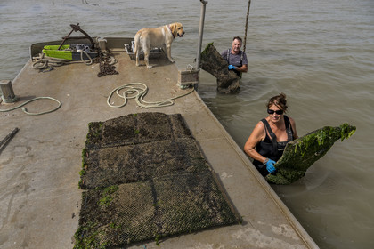 France, Charente-Maritime (17), Ile d'Oléron, Dolus-d’Oléron, les parcs du bassin de Marennes-Oléron dans le Pertuis d'Antioche, Nadia Quillet et son mari Eric récupèrent des poches de crassostrea gigas dans leurs parcs à huîtres à marée descendante