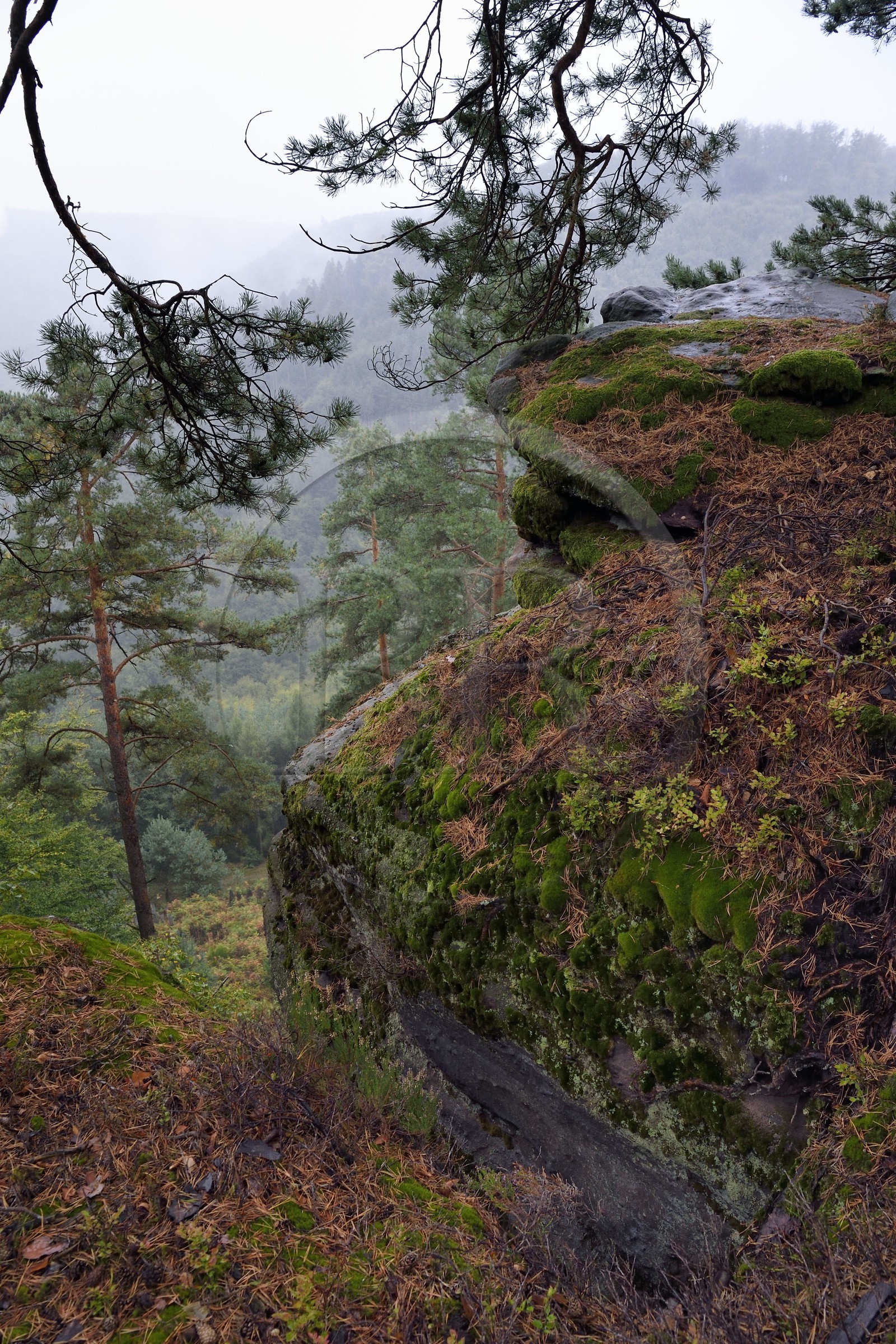 France, Bas-Rhin, Parc regional des Vosges du nord (Northern Vosges Regional Natural Park), La Petite Pierre, Rocher du Saut du Chien (Rock of the Dog Jump)
