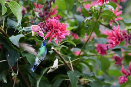 Panama, Chiriqui province, Boquete, Coffee Plantation Finca Lerida, Hummingbird in flight