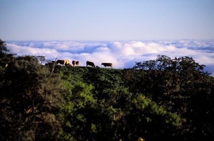 France, île de la Réunion, troupeau de vaches sur les hauteurs de la Rivière des Remparts, classé Patrimoine Mondial de l'UNESCO