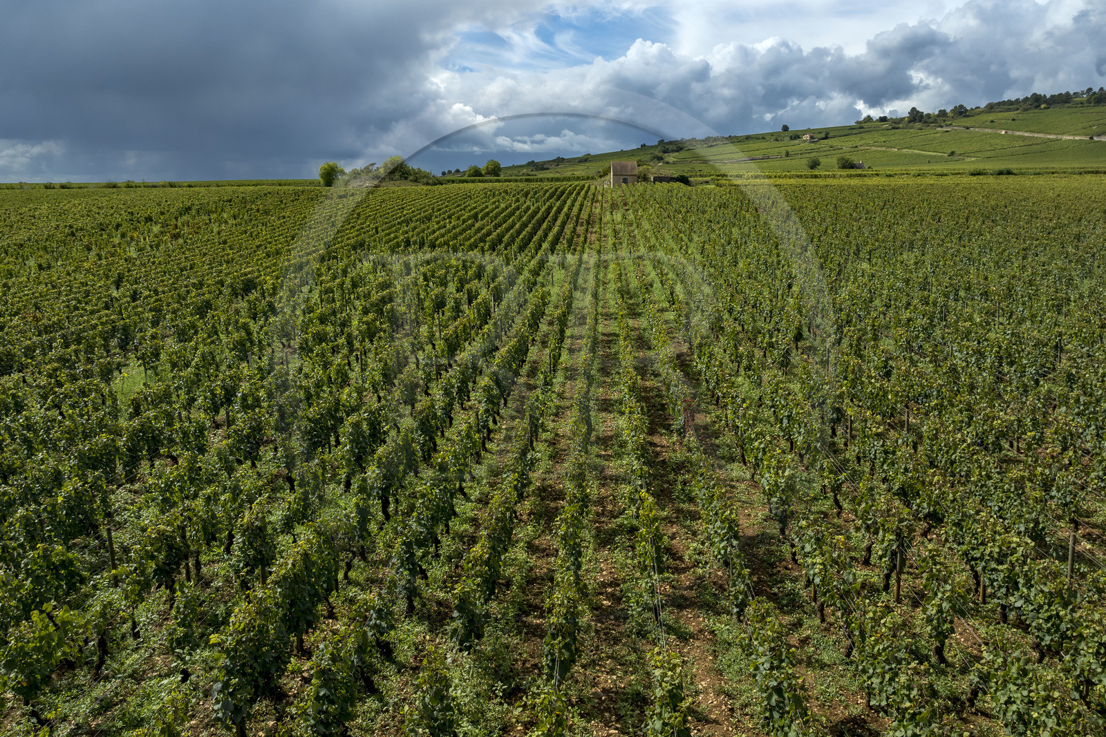 France, Cote d'Or, Climats terroirs of Burgundy listed as World Heritage by UNESCO, Route des Grands Crus, Cote de Beaune vineyard, Beaune La Montagne, vineyards of the Hospices de Beaune le Clos des Avaux, an AOC Beaune 1er cru (aerial view)