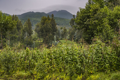 Rwanda, Province du Nord, District de Musanze (Ruhengeri), Busogo, champs de maïs et cultures au pied du mont Karisimbi dans les montagnes des Virunga (en arrière plan) où vivent les gorilles