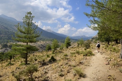 France, Haute Corse, west of the Niolu (Niolo) valley, hike to the Genoese bridge of Murricciolu