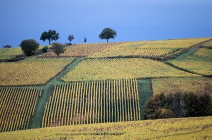France, Saône-et-Loire (71), Chalonais au sud de Buxy, Vignoble à l'automne