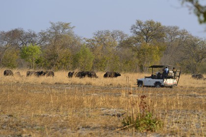 Zimbabwe, province de Matabeleland septentrional, parc national Hwange, touristes en 4x4 observant un troupeau de buffles d'Afrique (Syncerus caffer)