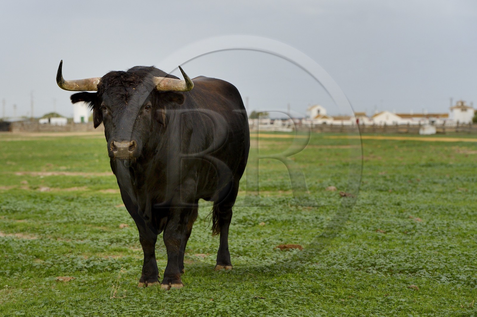 Espagne, Andalousie, province de Séville, Utrera, domaine El Toruno, élevage de taureaux de combat