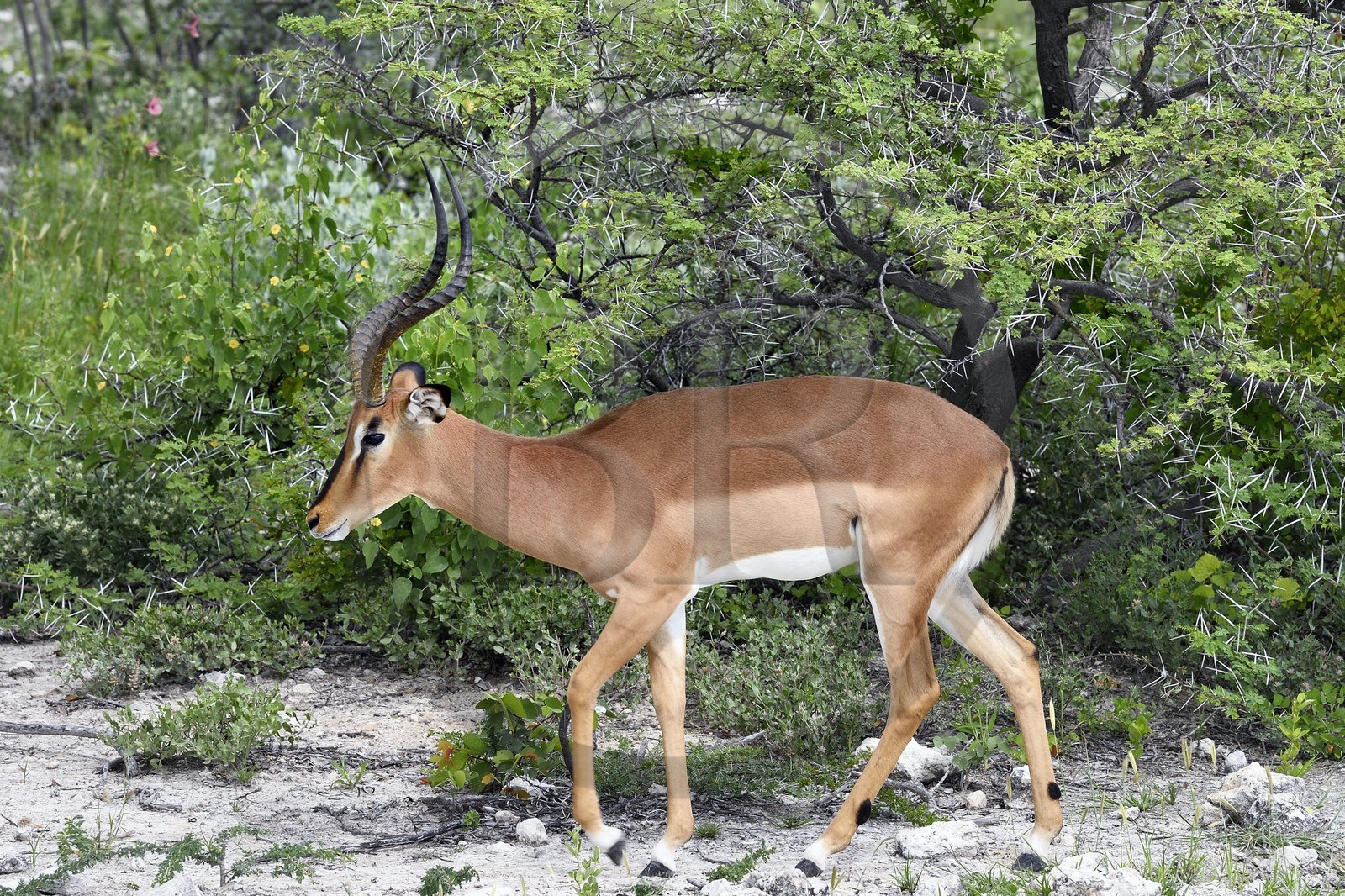 Namibie, région de Oshikoto, Parc National d'Etosha, impala à face noire mâle (Aepyceros melampus petersi)