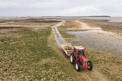 France, Charente-Maritime (17), Fouras, tracteur dans les parcs à huitres, ostreiculteur récoltant des poches à la Pointe de la Fumée à marée basse, le Fort Enet et l'Ile d'Aix en arrière plan (vue aérienne)