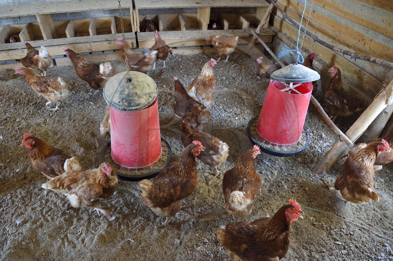 France, Var (83), Provence Verte, Correns, 1er village bio de France, le Poulailler de Lea, poules pondeuses de l'agricultrice bio Lea Brunet