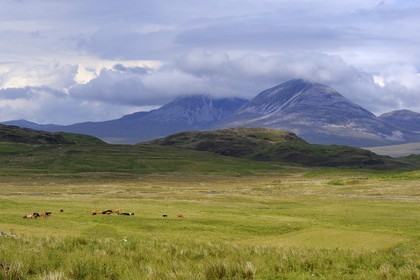 Royaume-Uni, Ecosse, Hébrides intérieures, Ile de Islay, vaches au paturage dans les prairies du Nord-Est de l'île et les montagnes de l'île de Jura en arrière plan