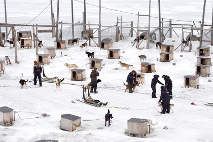 Norvège, Svalbard, Spitzberg, vallée de Adventdalen vers Longyearbyen, élevage de chiens de traineau, les huskies attendent à leur chenil d'être sortis pour tirer des traineaux