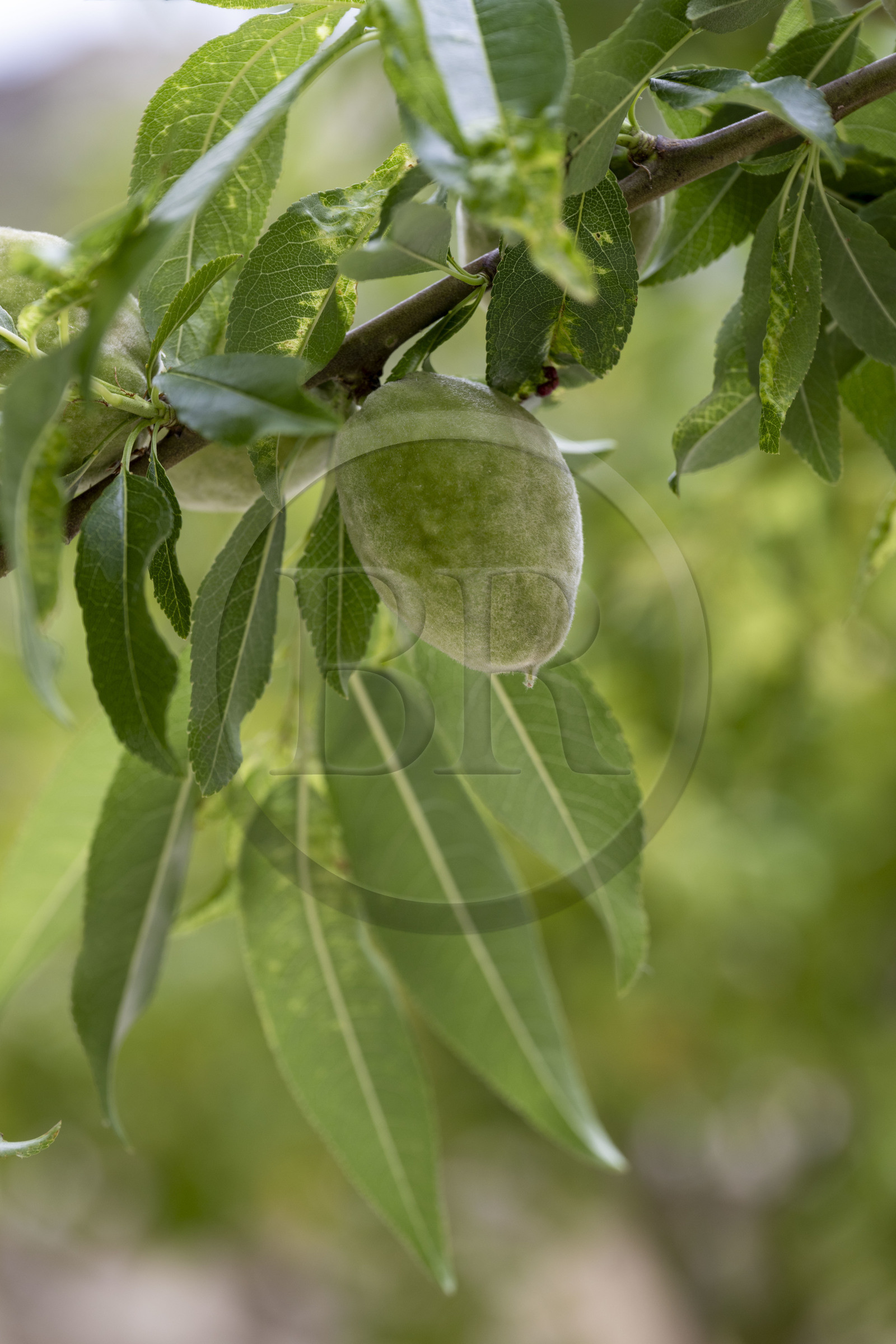 France, Vaucluse (84), Avignon, Palais des Papes, les jardins pontificaux, amande dans un amandier