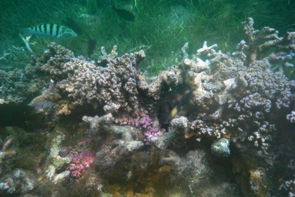 France, île de la Réunion, le récif corallien du lagon de la plage de Saint-Gilles et de l'Ermitage (vue sous-marine)