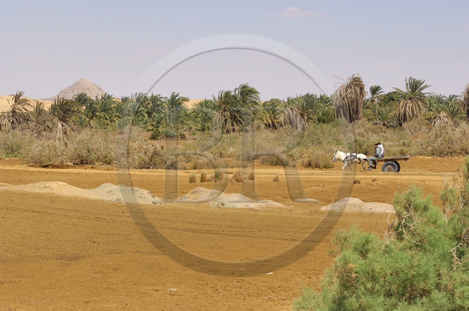Egypte, Basse-Egypte, désert libyque, oasis de Bahariya (Bahareyya), la palmeraie