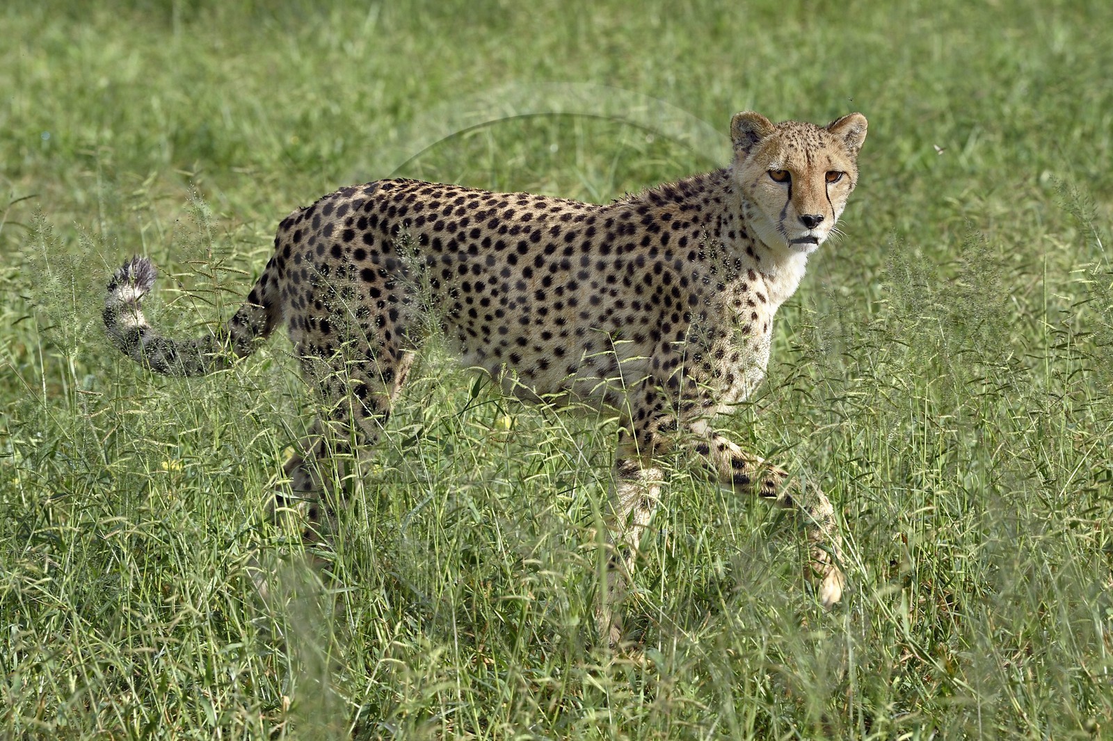 Namibie, Otjiwarongo, Cheetah Conservation Fund, centre de recherche et d'éducation, guépard (Acinonyx jubatus) dans les hautes herbes