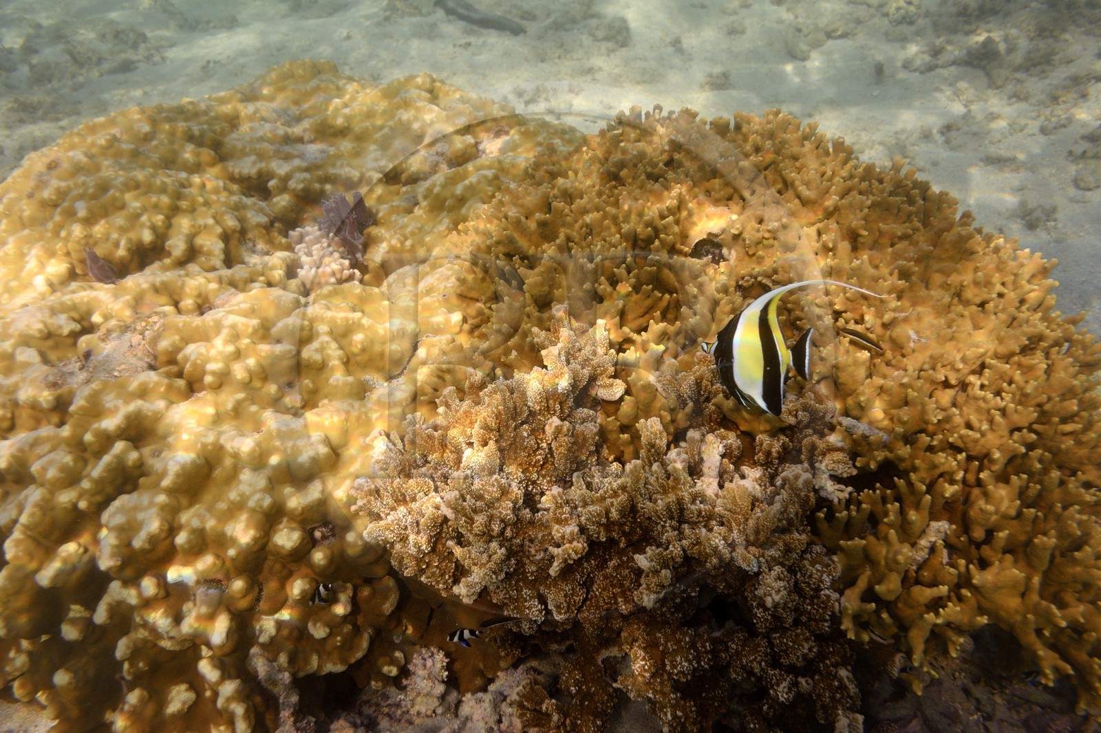 France, Ile de la Reunion, Côte Ouest, Saint-Gilles-Les-Bains (commune de Saint-Paul), le récif corallien du lagon de l'Ermitage, Zancle cornu (Zanclus cornutus) aussi appelé Porte-enseigne cornu, Tranchoir cornu, Idole mauresque (vue sous-marine)