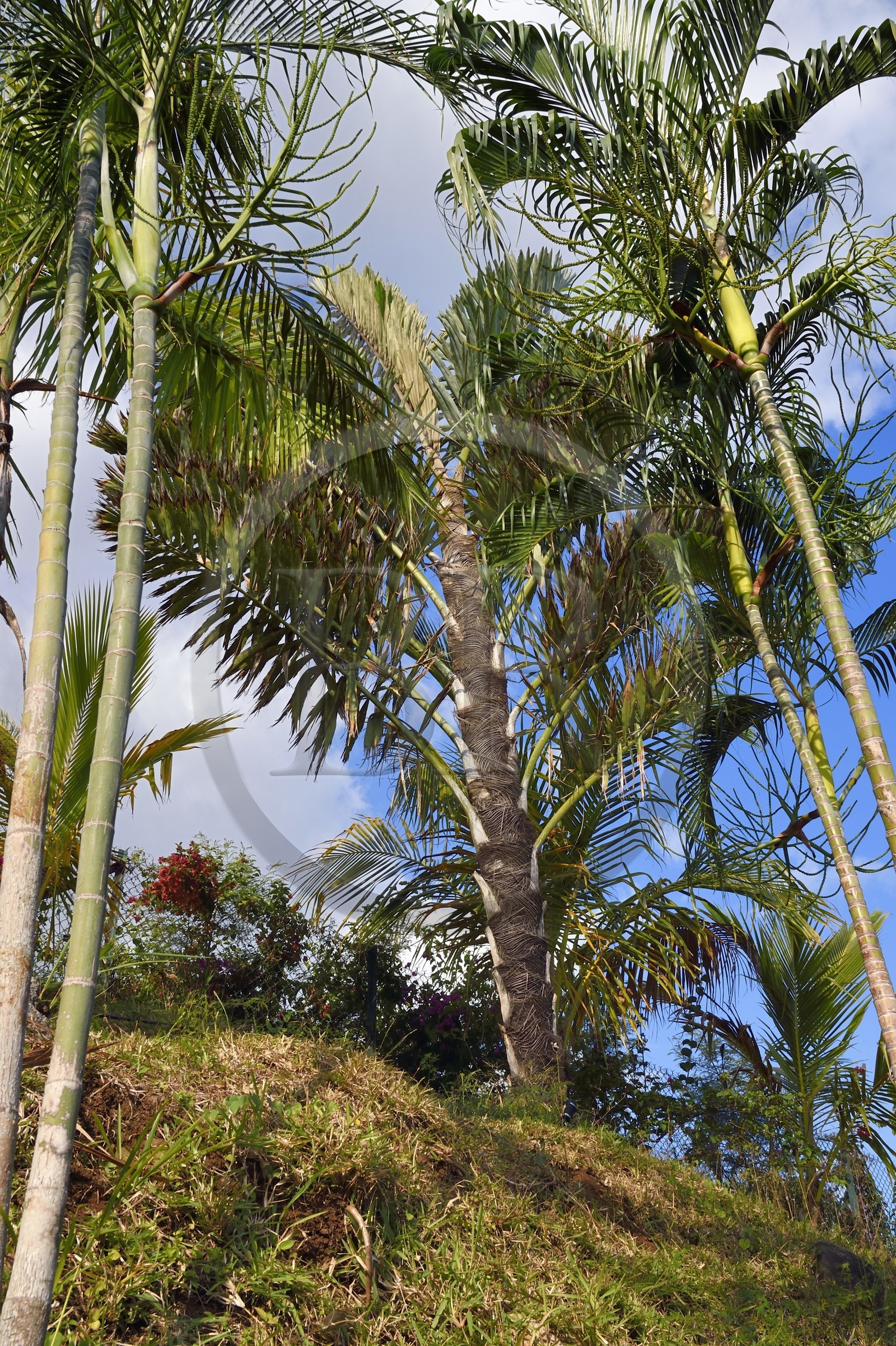 France, Ile de la Reunion, Petite-Ile, jardin tropical