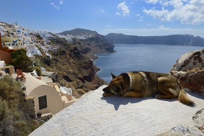 Grèce, Les Cyclades, mer Égée, île de Santorin (Thira ou Théra), le village de Oia qui surplombe la Caldera, chien au soleil