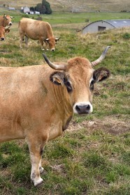 France, Cantal (15), Parc naturel régional de l'Aubrac, plateau de l'Aubrac vers Saint-Urcize, vaches de race Aubrac