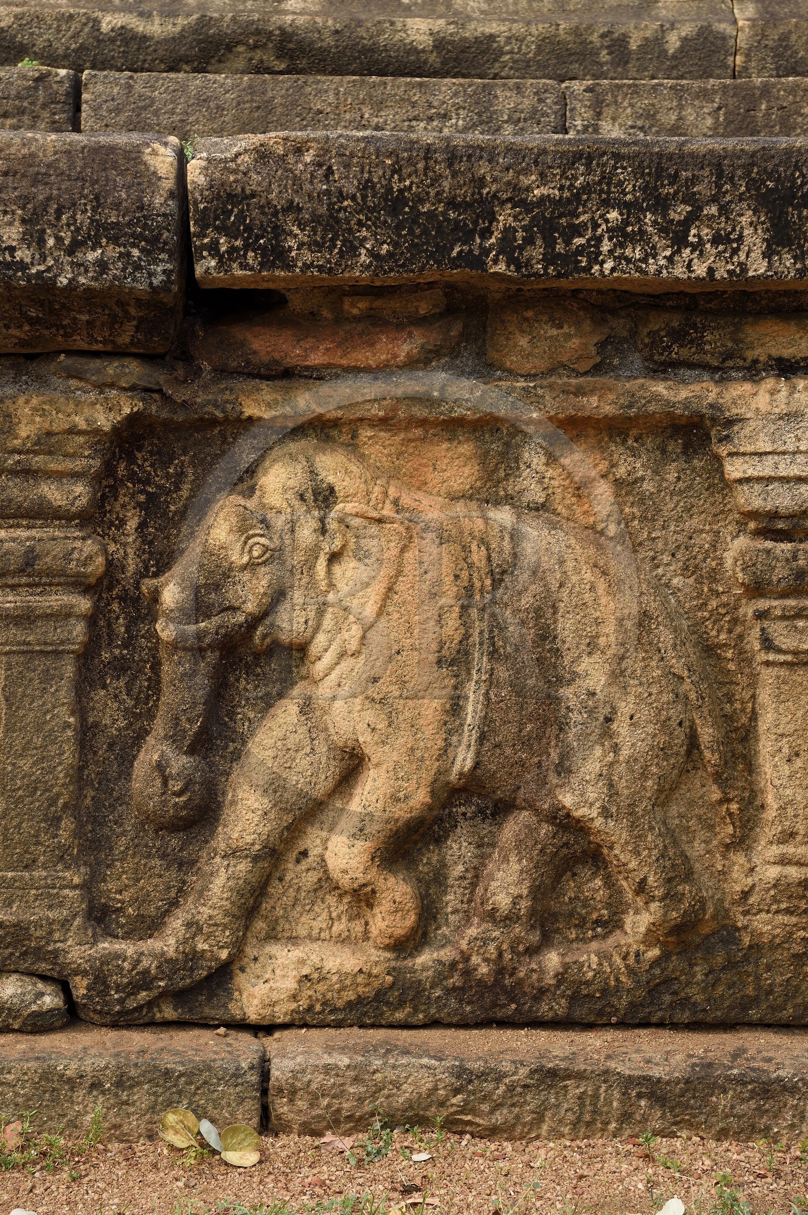 Sri Lanka, province du Centre-Nord, Polonnaruwa, l'ancienne capital du pays (XIe au XIIIe siècle) est classée au Patrimoine Mondial de l'UNESCO, Chambre du Conseil (Raja Sabahawa) datant du XIIe siècle, détail d'une frise en bas-relief représentant un éléphant