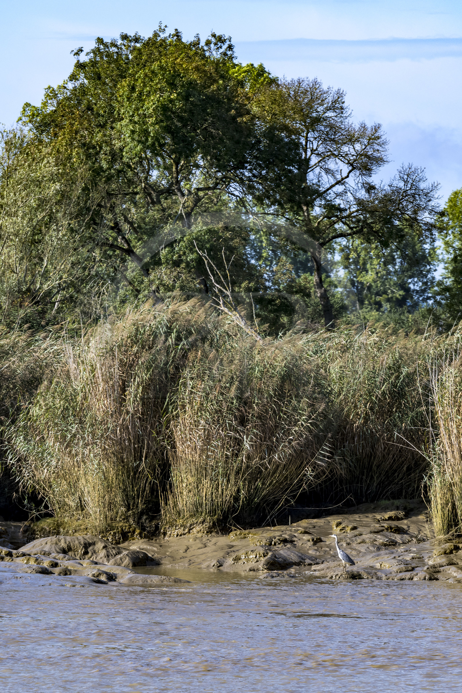 France, Loire Atlantique, Le Pellerin, gray heron (Ardea cinerea) on the banks of the Loire