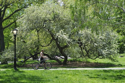 Etats-Unis, New York, Manhattan, Central Park, cycliste