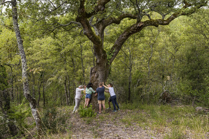 France, Var, Provence Verte (Green Provence), Bras, Academie du Bain de Foret Provencale (Academy of Forest Bathing in Provence), forest of the domaine Le Peyrourier - une campagne en Provence