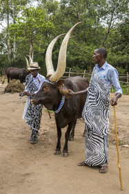 Rwanda, Province du Sud, Nyanza, musée du Palais royal Rukari, vaches royales à longues cornes appellée Inyambo ou watusi