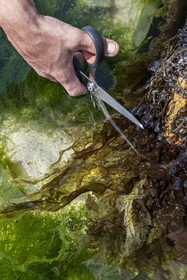 France, Finistère (29), Pays Bigouden, Plozévet, Lenny Gouedic co créateur de Begood Alg, récolte à pied d'algues sauvages alimentaires (dulse) avec taille douce aux ciseaux sur la plage à marée basse