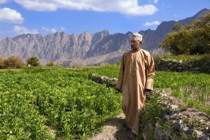 Sultanat d'Oman, Gouvernorat d'Al-Batina du Sud, Hajar occidental, Wadi Mistall, village de Wakan (Wukan), homme en habit traditionnel dans les cultures en terrasse qui dominent le village, champs de fèves et lentilles