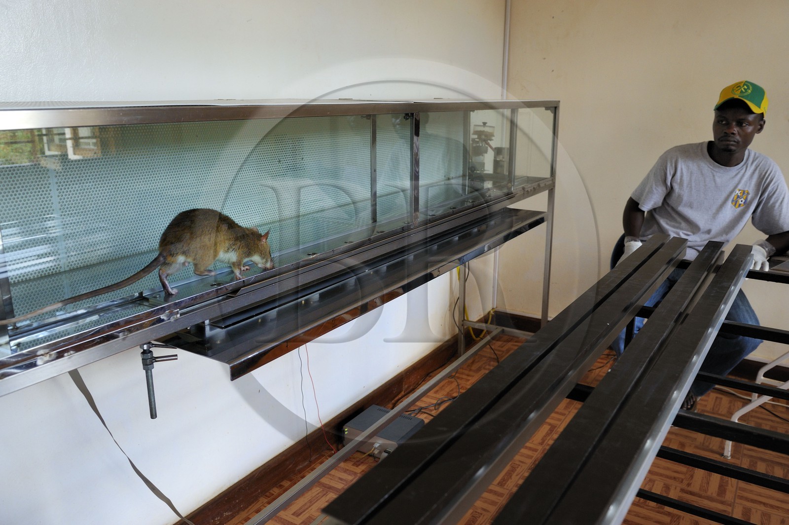 Tanzanie, université de Morogoro, centre de recherche Apopo de technologie de détection par les rats de mines anti-personnel, entrainement pour utiliser les rats renifleurs pour détecter le TNT ou  la tuberculose