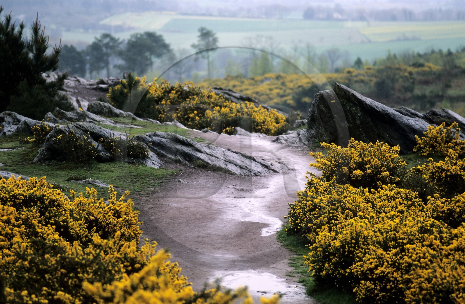 France, Ille-et-Vilaine (35), Forêt de Brocéliande, le Val sans retour