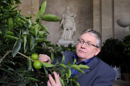 France, Yvelines (78), château de Versailles, classé Patrimoine Mondial de l'UNESCO, l'Orangerie en hiver de Jules Hardouin-Mansart, le jardinier en chef du Petit Parc Joël Cottin