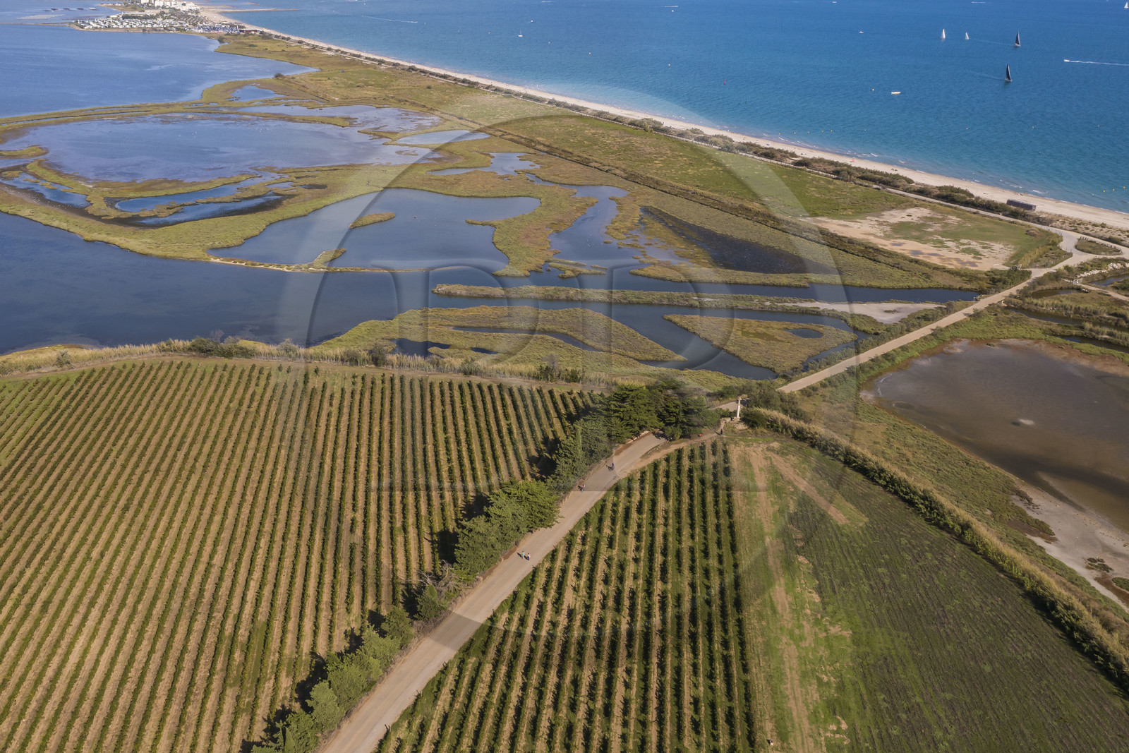 France, Hérault (34), Villeneuve-lès-Maguelone, vigne sur la partie sud de l'Ile de Maguelone et la plage du Pilou, l'Etang du Prévost et Palavas-Les-Flots en arrière plan (vue aérienne) France, Herault, Villeneuve les Maguelone (Palavas Les Flots), vineyard on the southern part of the island of Maguelone and the beach of Pilou, the Prévost pond and Palavas Les Flots in the background (aerial view)
