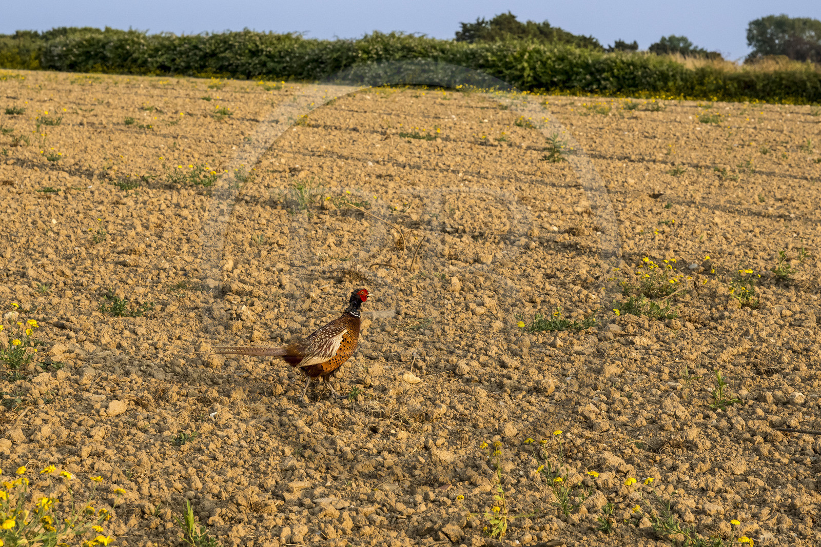 France, Morbihan (56), Ile de Groix, un des nombreux faisans qui vivent sur l'ile