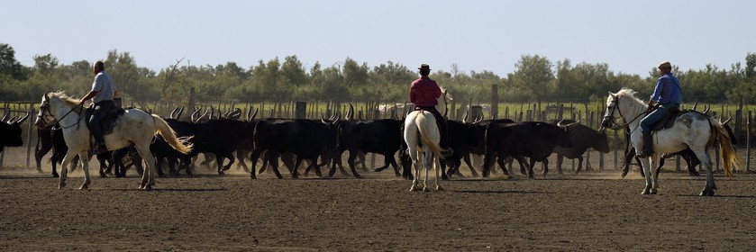 France, Bouches-du-Rhône (13), Parc naturel régional de Camargue, manade Jacques Mailhan, taureau camarguais appellé Raço di Biou, les gardians trient les taureaux